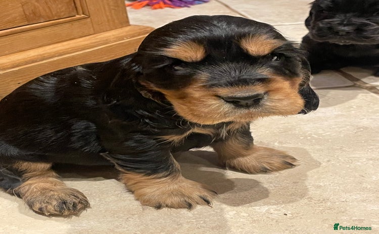 Cocker Spaniel dogs - Advert 3