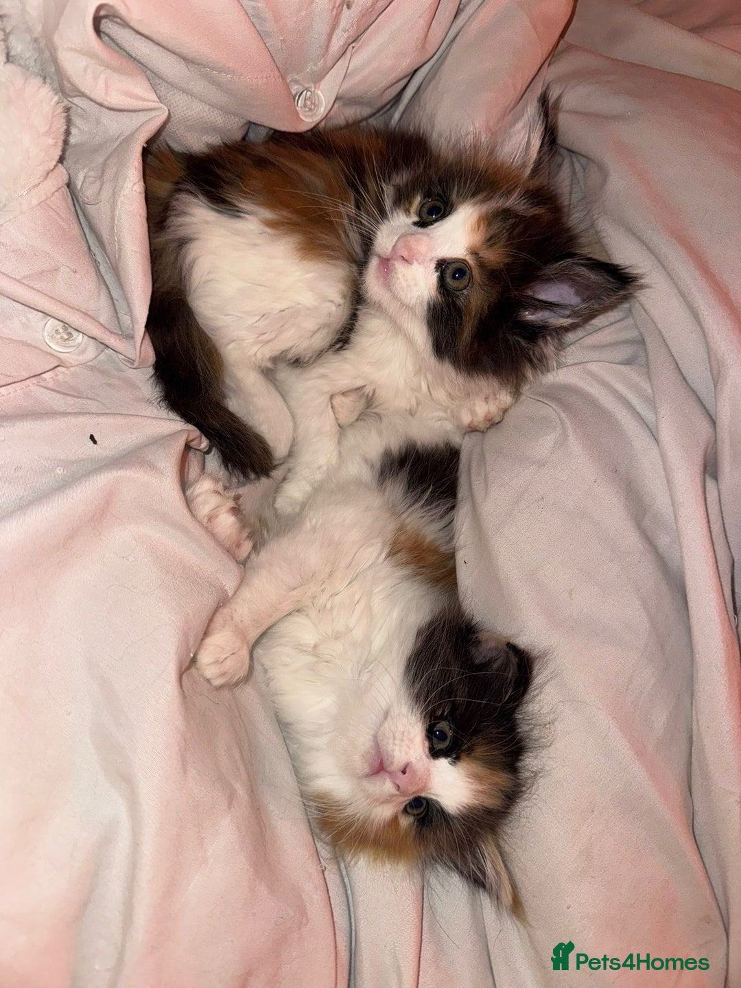 Maine Coon cats for sale: Adorable Maine coon kittens - Advert 10