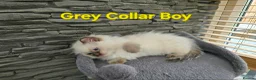 Ragdoll cats for sale: Beautiful ragdolls - Advert 36