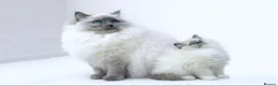 Ragdoll cats for sale: GCCF ACTIVE & PET KITTENS IMP CHAMPION BLOODLINES - Advert 2