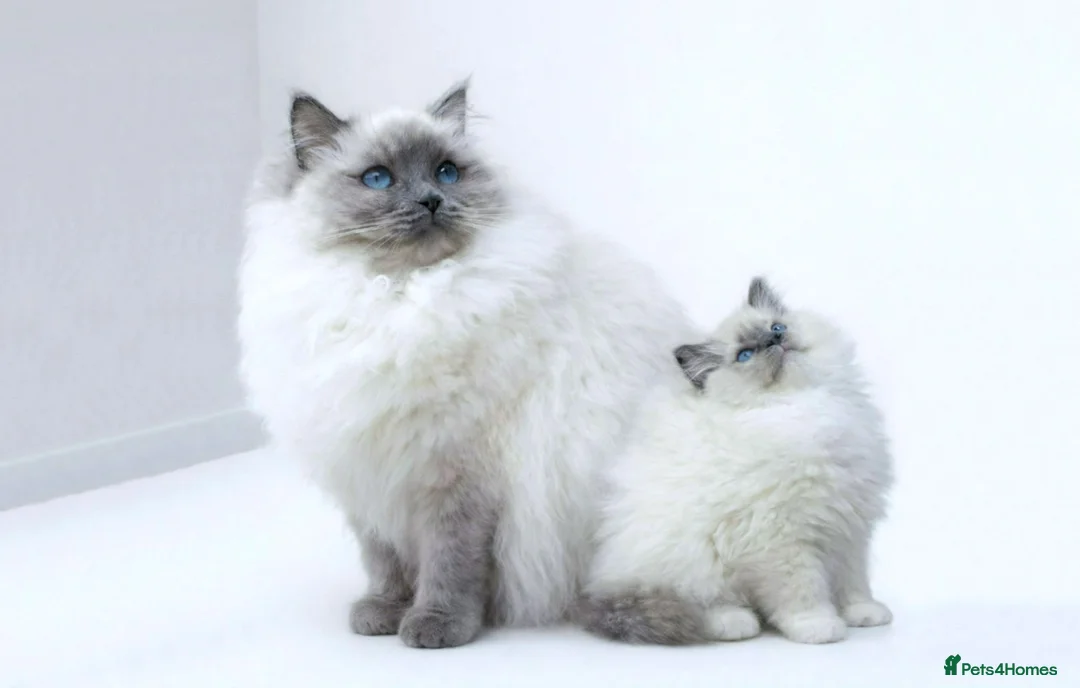 Ragdoll cats for sale: GCCF ACTIVE & PET KITTENS IMP CHAMPION BLOODLINES - Advert 2