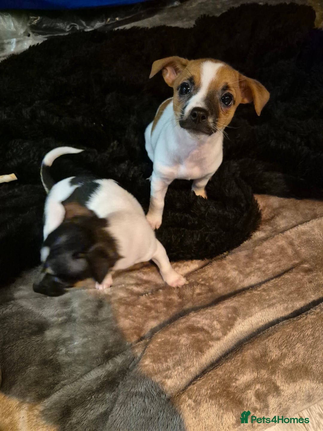 Mixed Breed dogs for sale: Jack Russell x Mini Pinscher - Advert 6