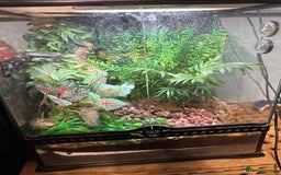 Gecko reptiles for sale: Female crested gecko and setup - Image 4