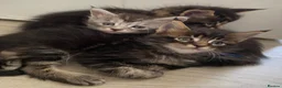 Maine Coon cats for sale: TICA registered large Maine Coon kittens - Advert 16
