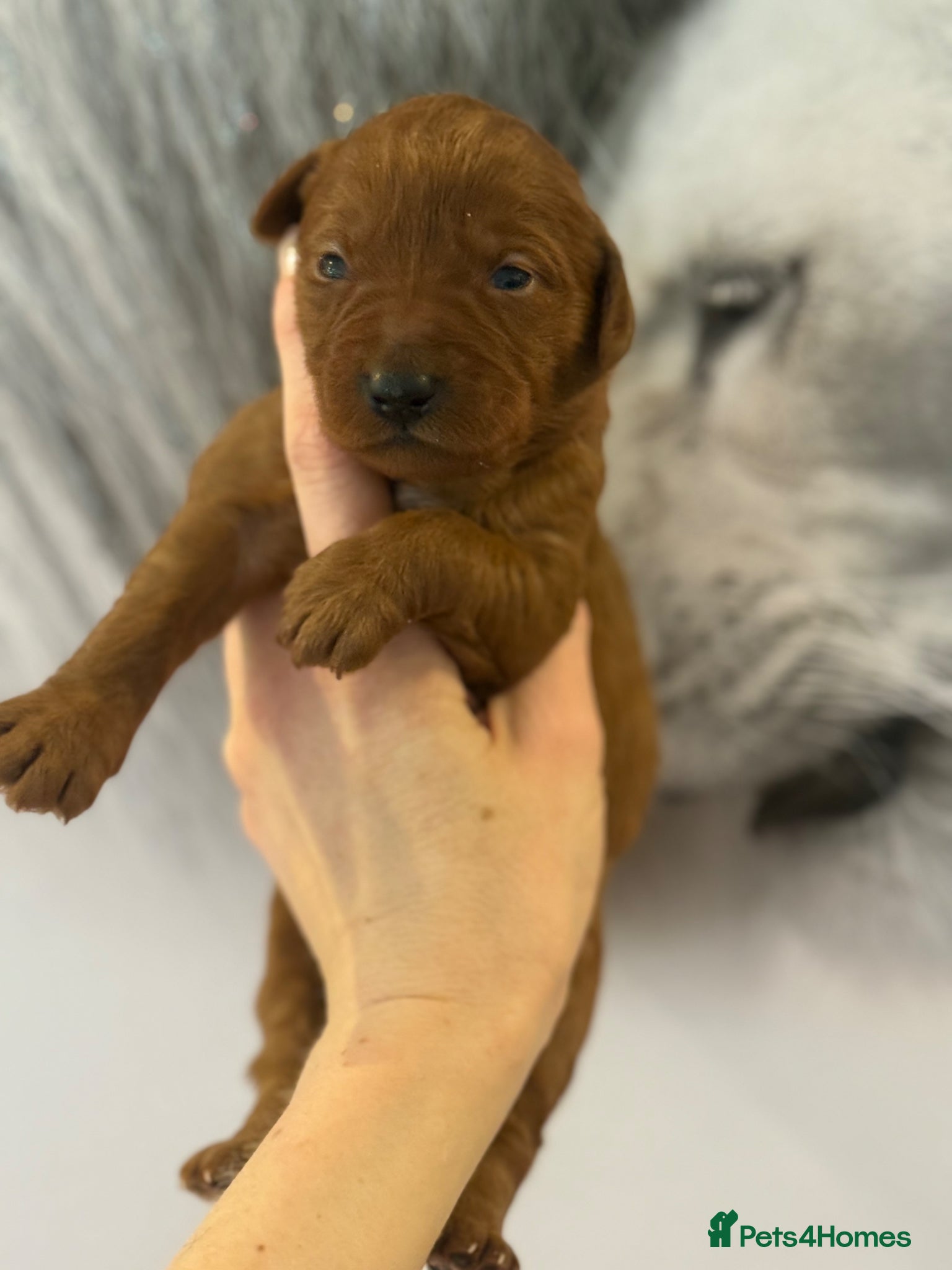 Labradoodle dogs Amazing , excessively health tested. F1  - Advert 7