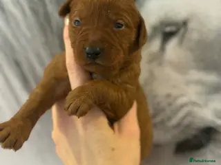 Labradoodle dogs Amazing , excessively health tested. F1 - Advert 6