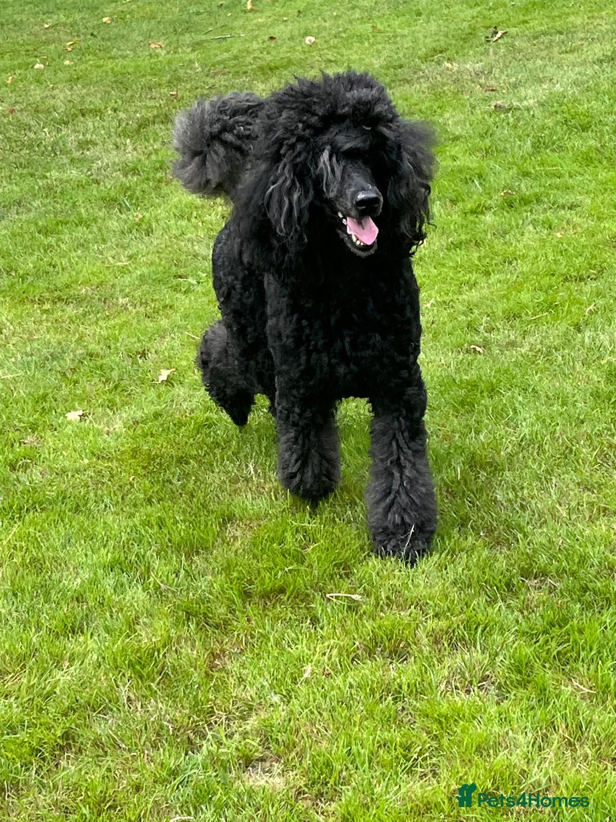 Standard Poodle dogs Beautiful litter of pure bred Standard Poodles - Advert 1