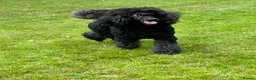 Standard Poodle dogs for sale: Beautiful litter of pure bred Standard Poodles in Anstruther - Advert 1