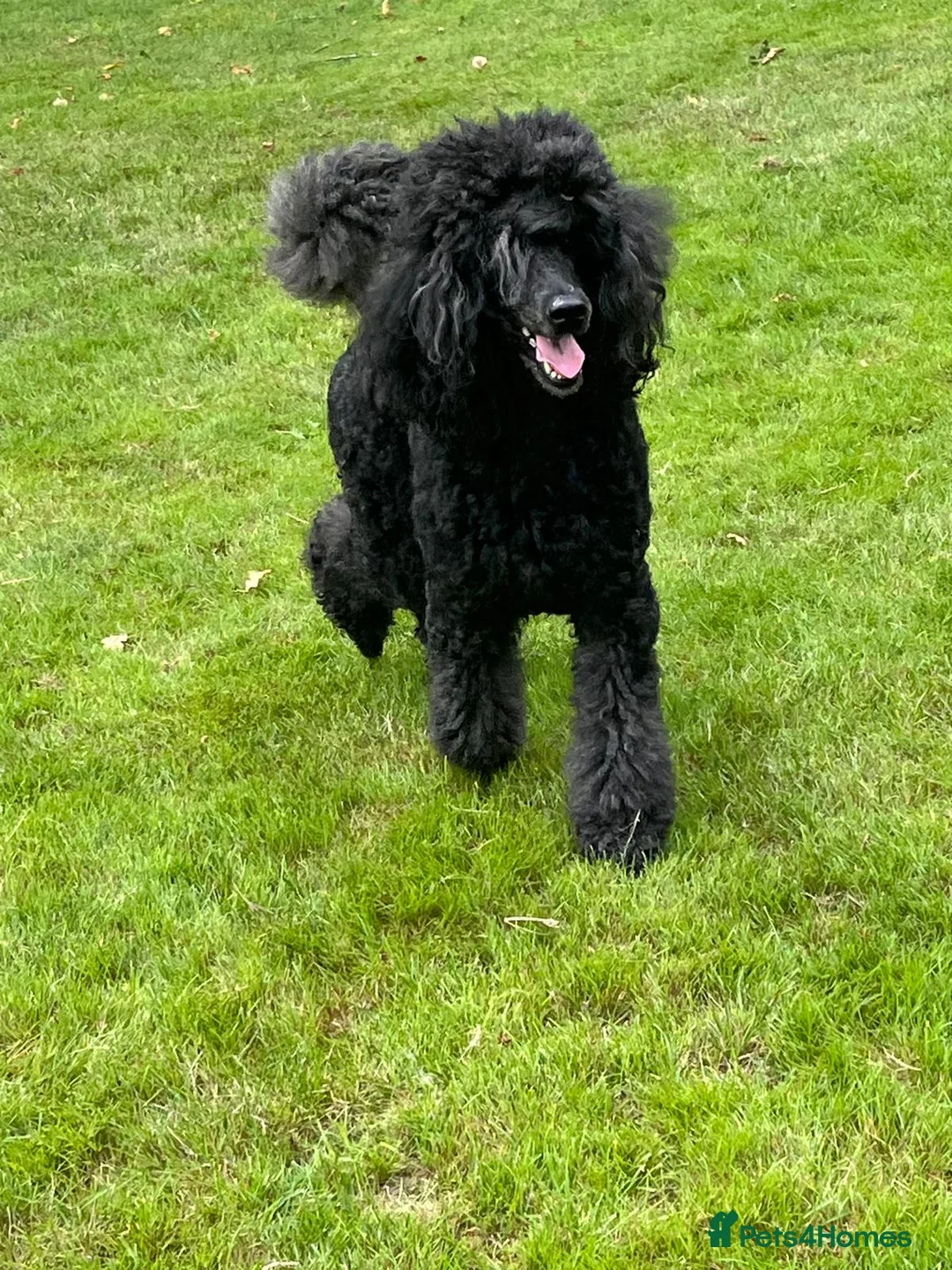 Standard Poodle dogs for sale: Beautiful litter of pure bred Standard Poodles in Anstruther - Advert 1