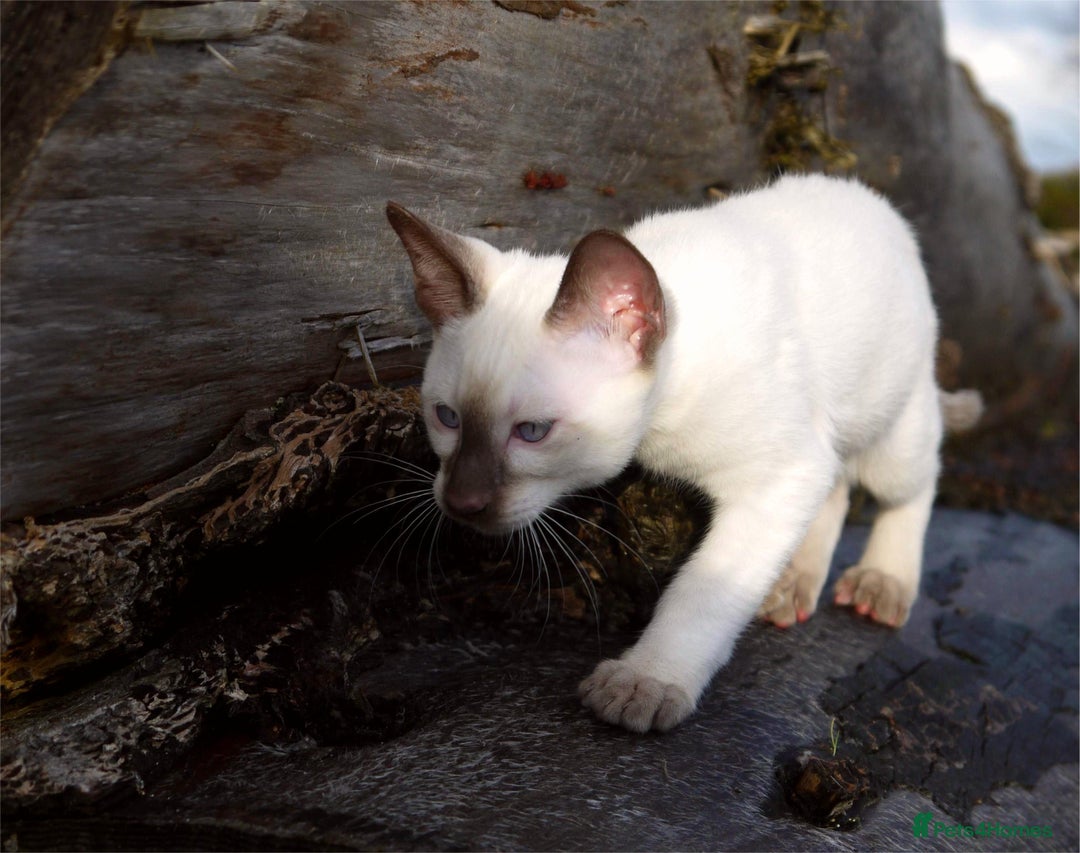 Siamese cats for sale: ADORABLE SIAMESE KITTENS - Advert 8