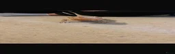 Bearded Dragon reptiles for sale: bearded dragon  - Advert 4