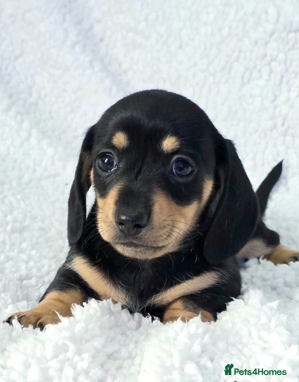 Miniature Dachshund dogs for sale: 🐾✨ GORGEOUS MINIATURE KC DACHSHUND PUPPIES ✨🐾 - Advert 1