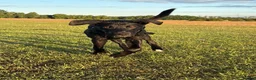 Mixed Breed dogs for sale: Staff x Belgium  in Leeds - Advert 25