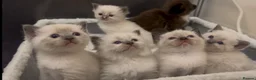 Ragamese cats for sale: READY THIS WEEK! TWO SIAMESE AND ONE RAGDOLL - Advert 39