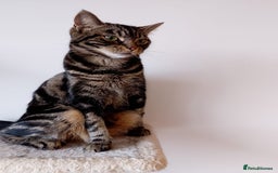 Mixed Breed cats for sale: Adult female tabby cat - Image 5