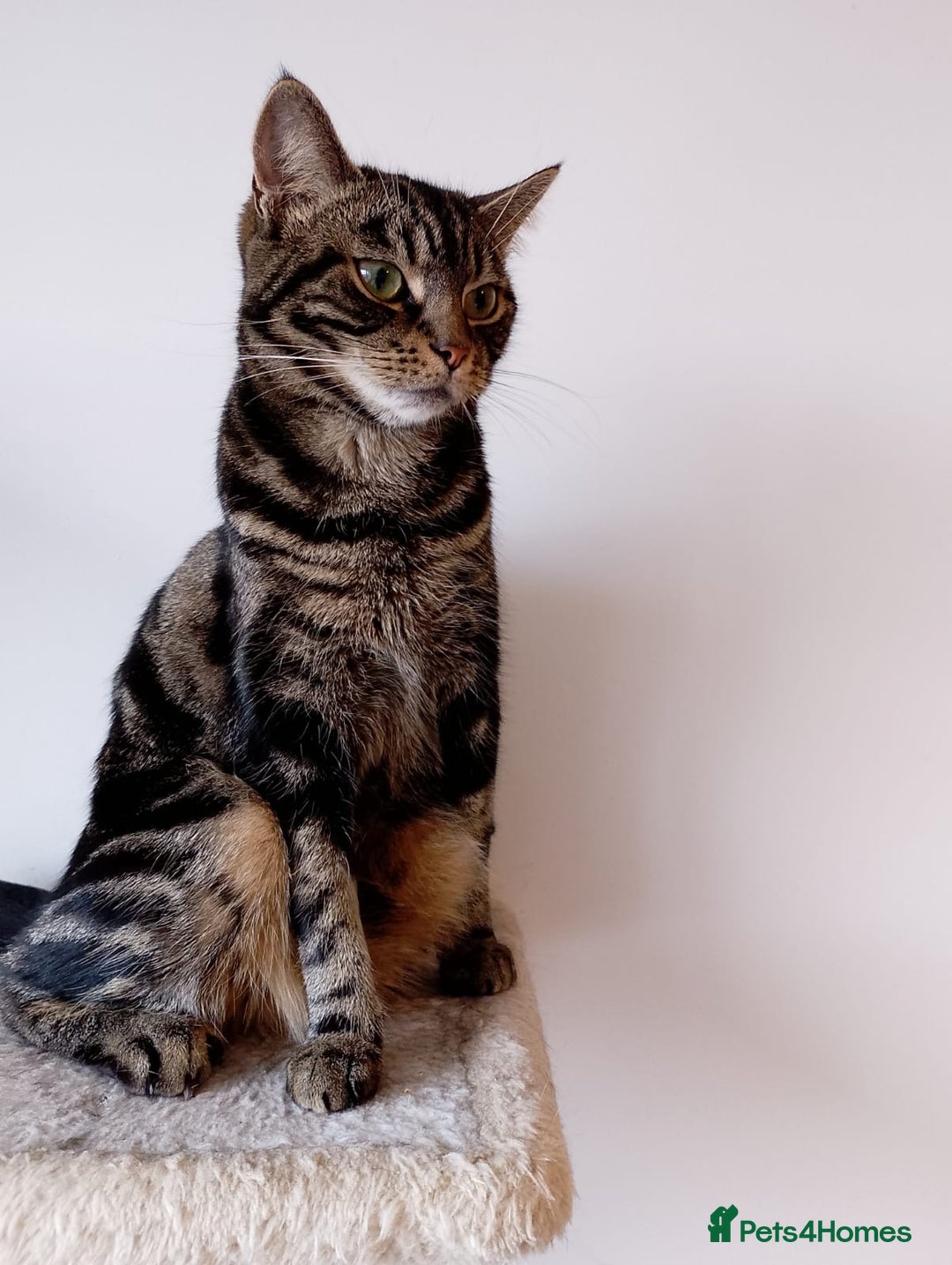 Mixed Breed cats for sale: Adult female tabby cat - Image 5