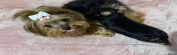 Yorkshire Terrier dogs for sale: 🌸🌸 Miniature Yorkshire Terrier Girl 🌸🌸 - Advert 5