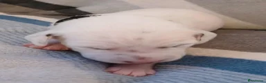 Dalmatian 1