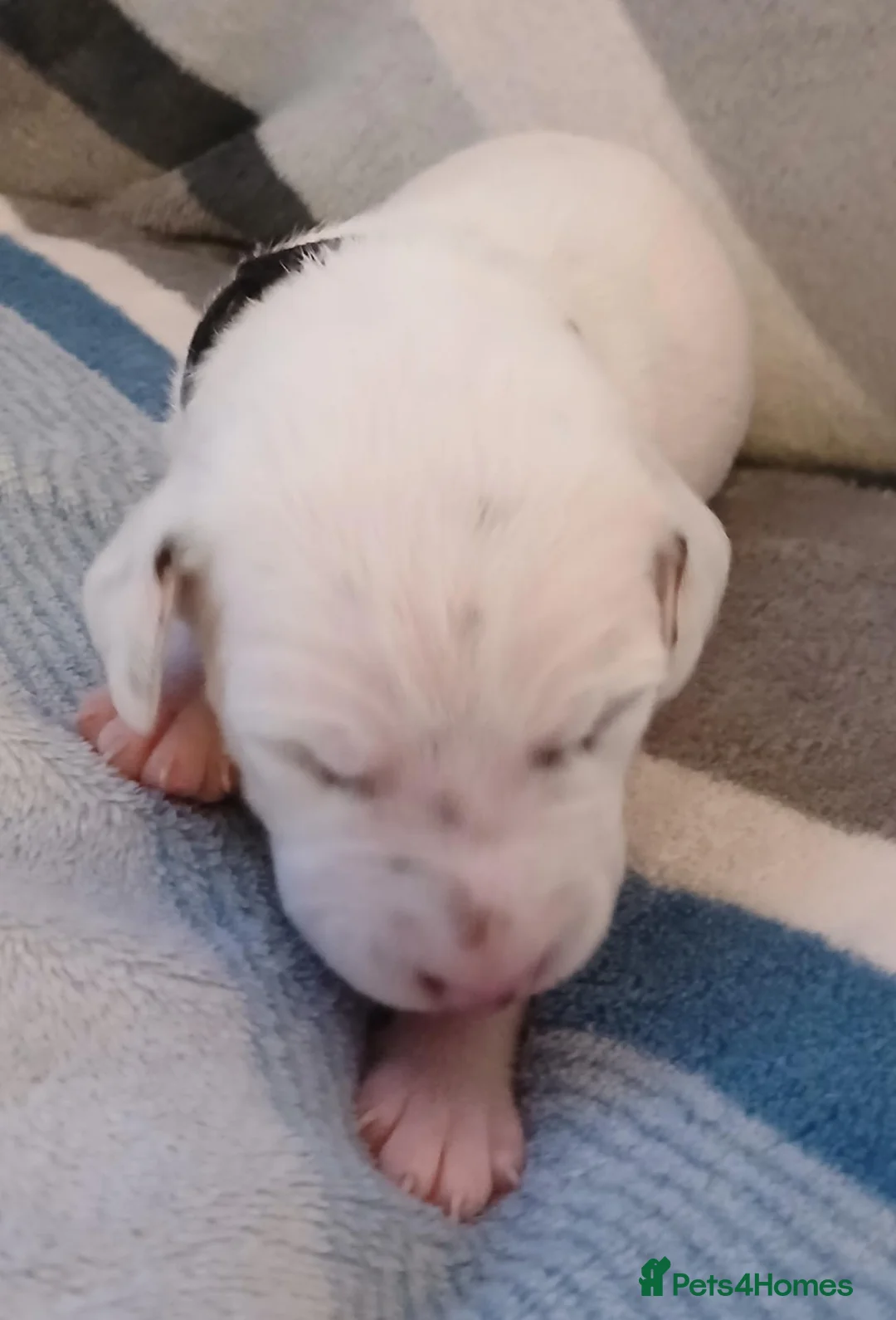 Dalmatian dogs for sale: Dalmatian puppies - Advert 19