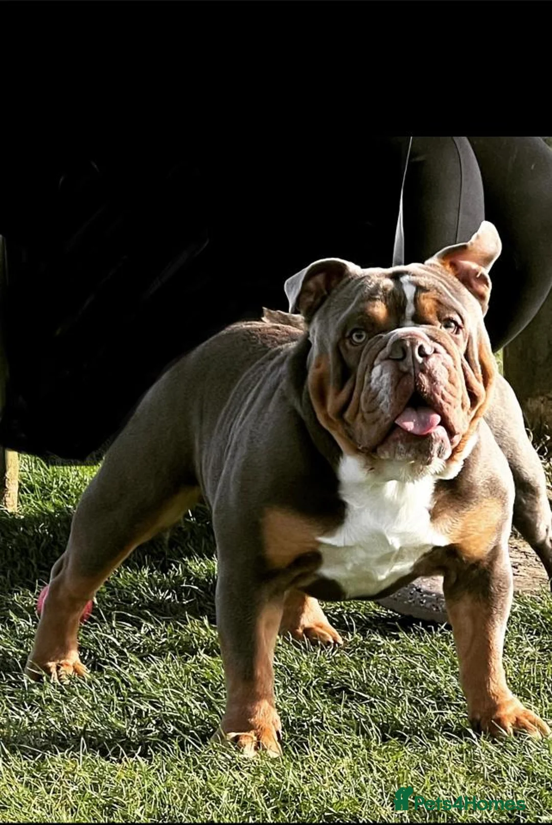 English Bulldog dogs for stud: FOR STUD - PROVEN - SON OF GOLDEN CHILD in Sheerness - Advert 5