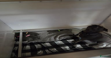 Staffordshire Bull Terrier dogs - Advert 3