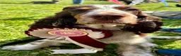 Cocker Spaniel dogs for sale: KC reg Cocker Spaniel puppies - Advert 10