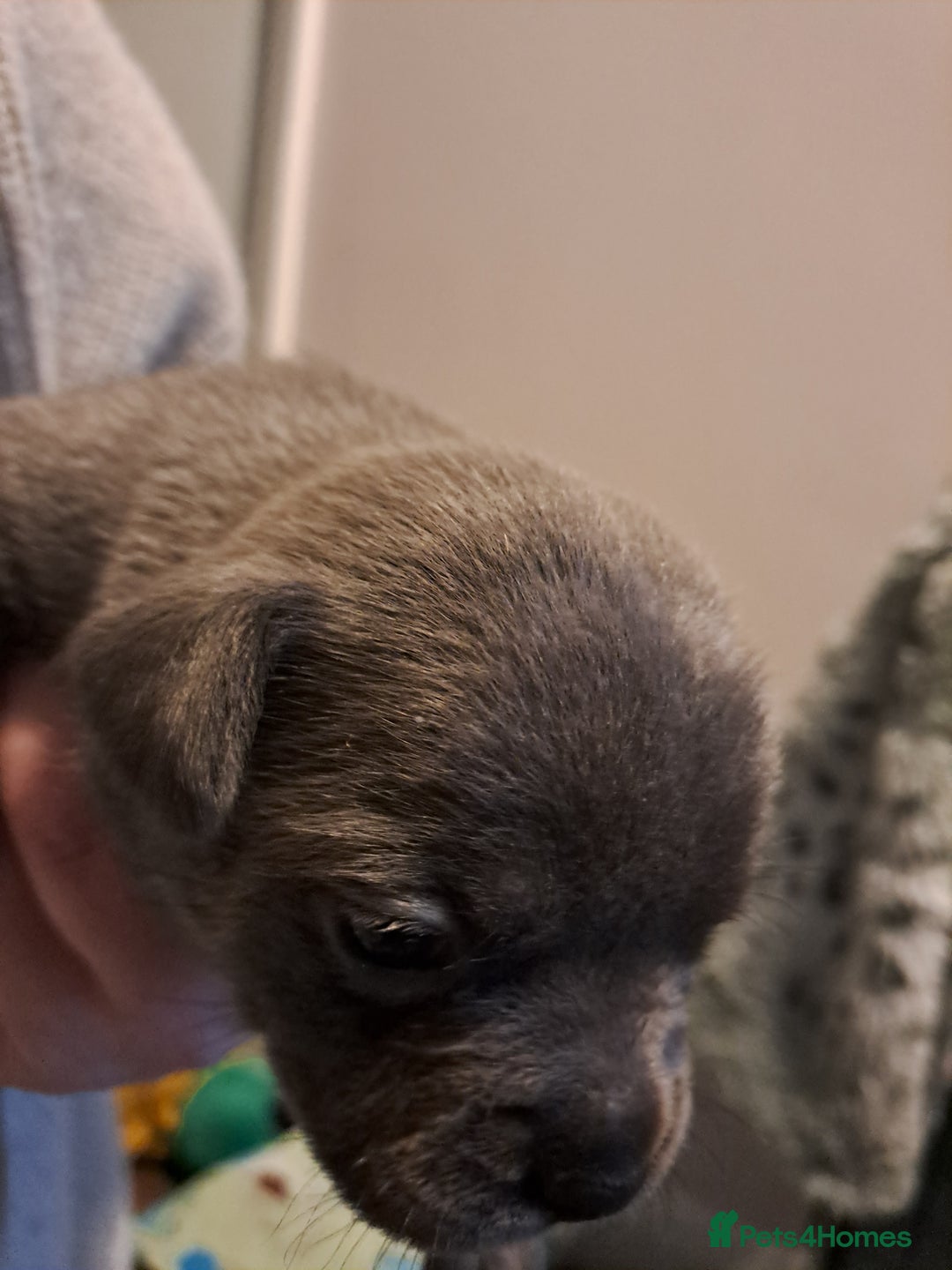 Mixed Breed dogs for sale: 8 puppies for sale - Advert 5