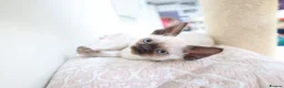 Devon Rex cats for sale: Devon rex kittens neutered  included in the price - Advert 4