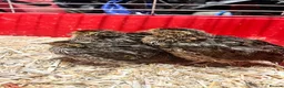 Quail poultry for sale: 3 male quail  in Houghton le Spring - Advert 1