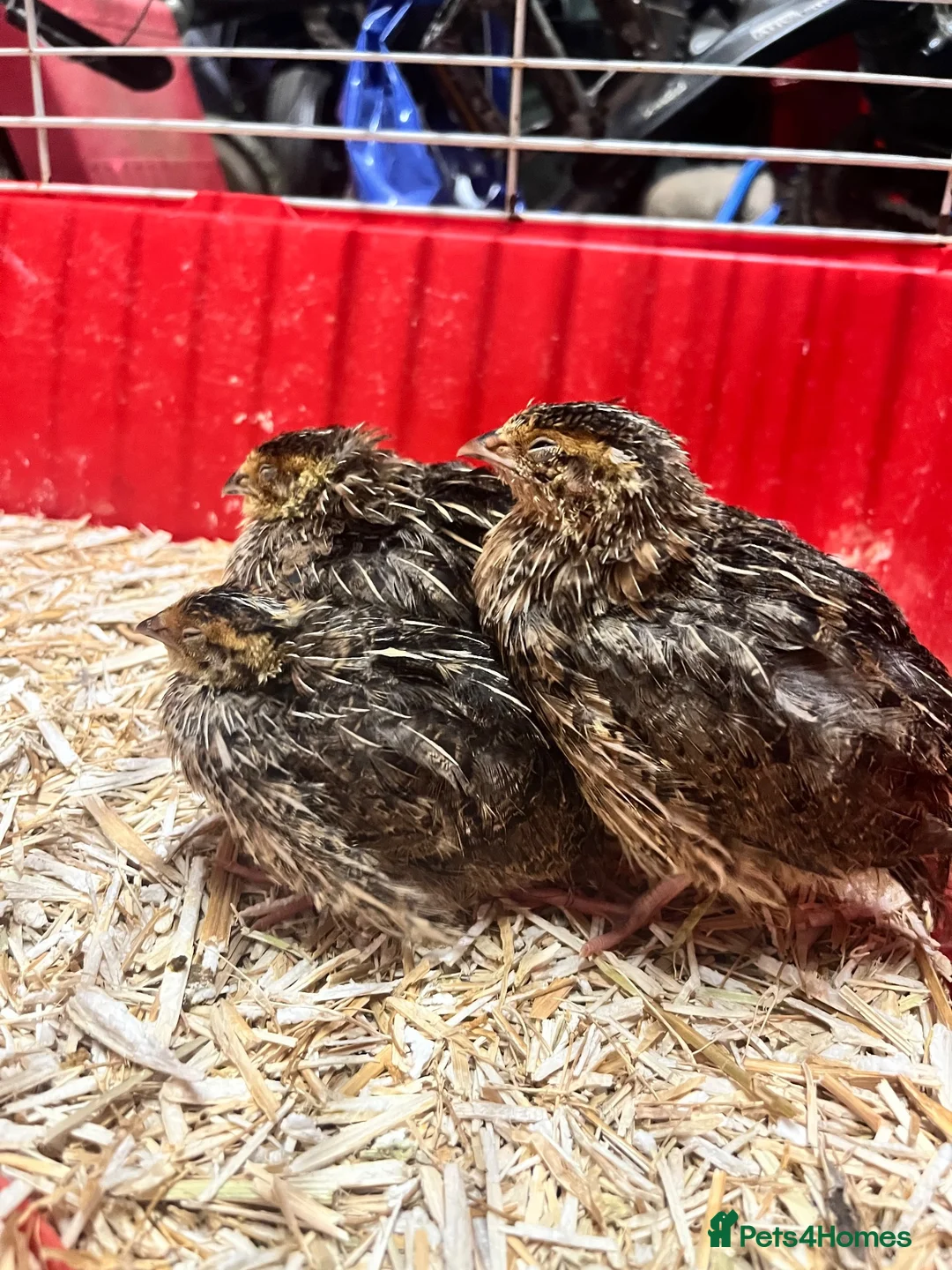 Quail poultry for sale: 3 male quail  in Houghton le Spring - Advert 1