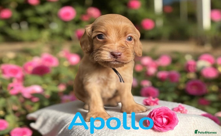 Cockapoo dogs - Advert 1