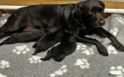 Labrador Retriever dogs for sale: KC Registered Labrador Puppies - Image 1
