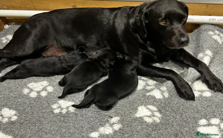 Labrador Retriever dogs - Advert 11