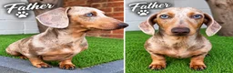 Miniature Dachshund dogs for sale: Miniature Dachshund Puppies  - Advert 2