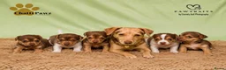 Jack Russell dogs for sale: Mini Jack Russell pups 🐶  - Advert 15