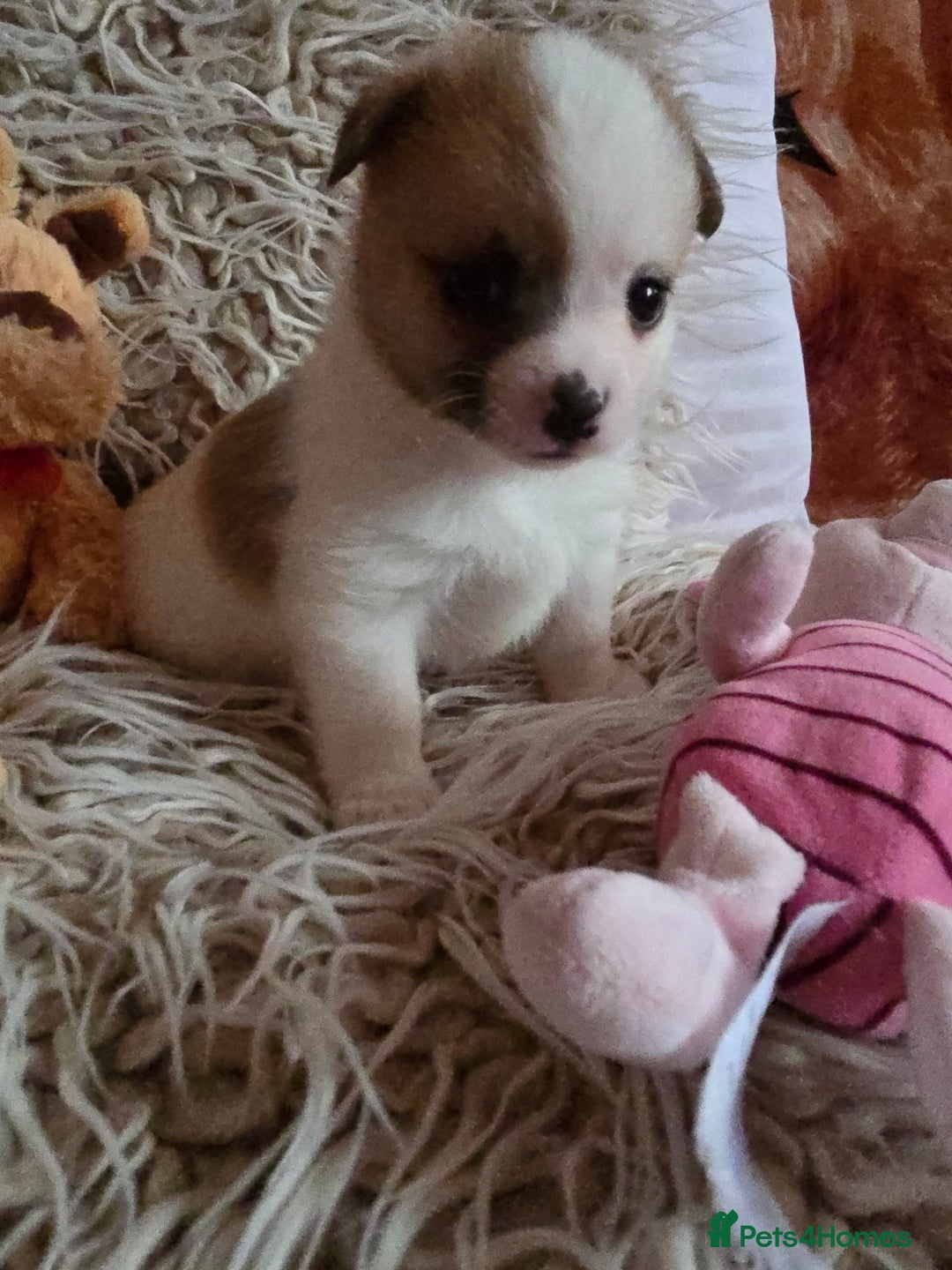 Pomchi dogs for sale: Beautiful Pomchi Puppy's ❤️  - Advert 15
