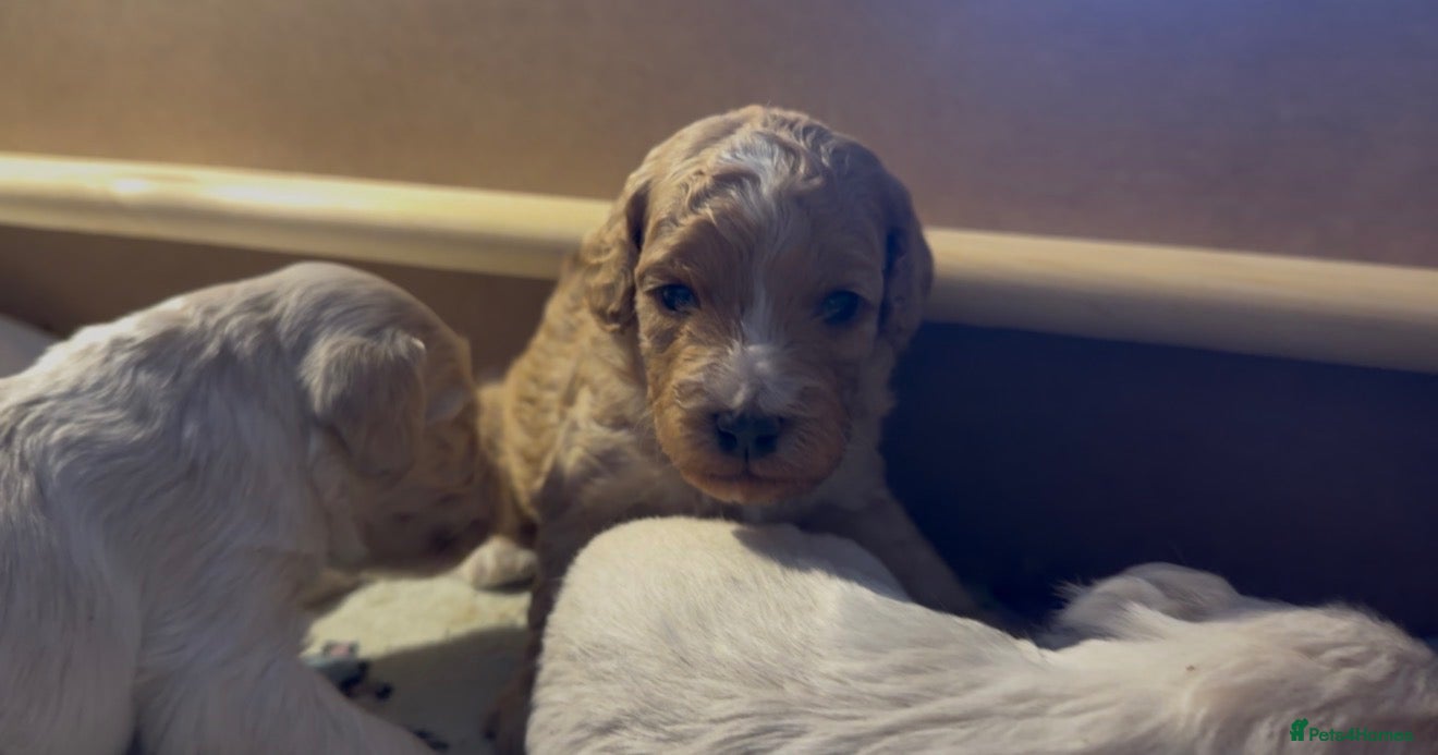 Cockapoo dogs for sale: Beautiful cockapoo puppies 🐶  - Advert 18