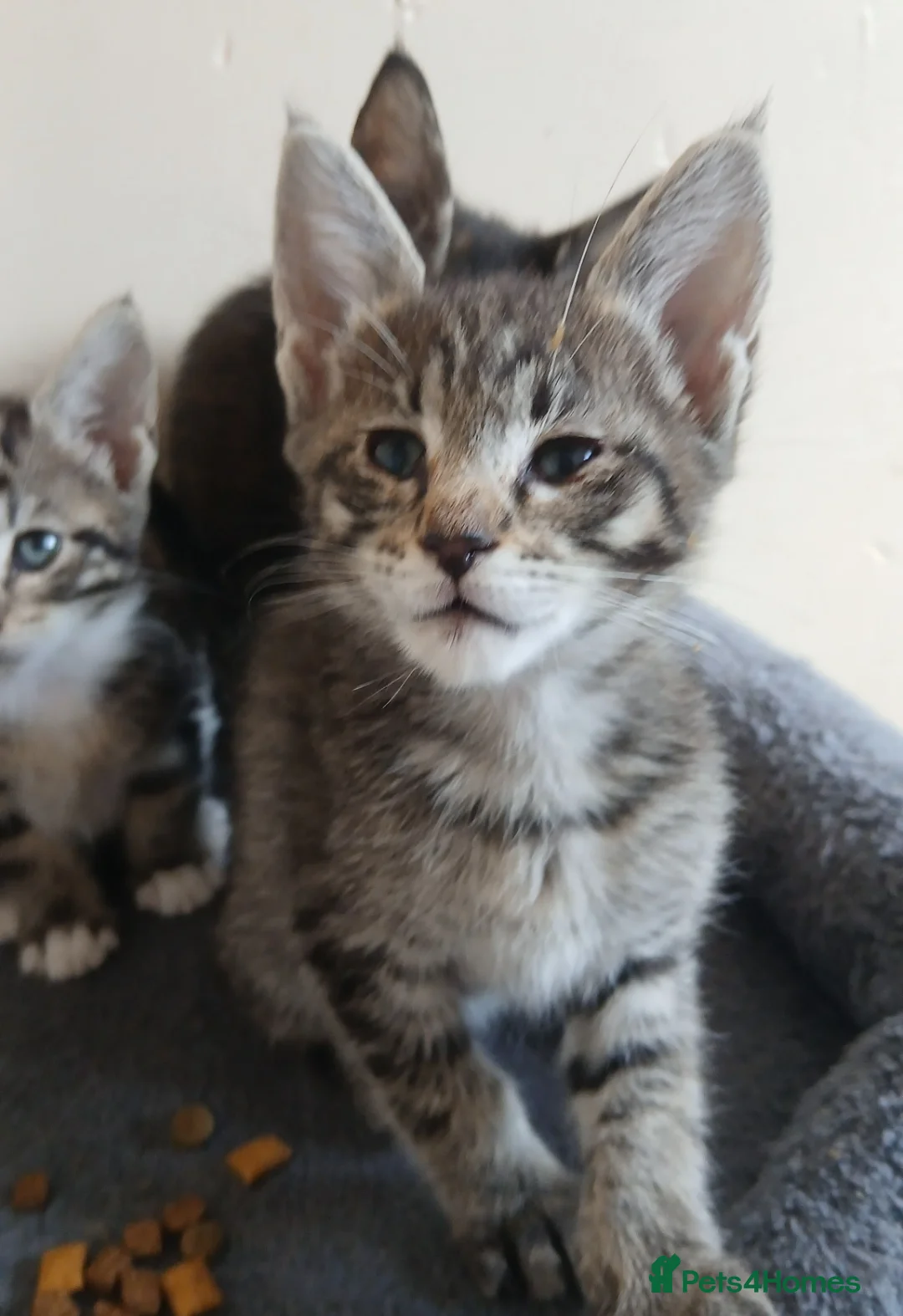 Mixed Breed cats for sale: Maine Coon x Siamese Kittens - Advert 2