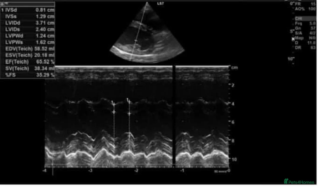 Boxer dogs for stud: Fully Health tested euro / kc reg Boxsanuk Gelso  in Newcastle upon Tyne - Advert 22