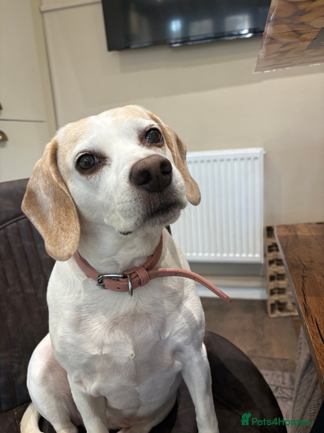 Beagle dogs for sale: Two beautiful beagles  - Advert 9