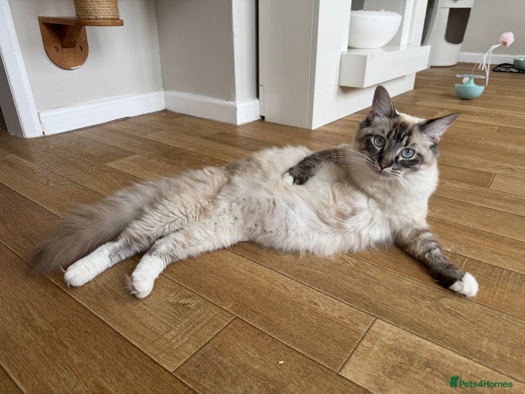 Ragcoon cats for sale: Gorgeous Mainecoon x Ragdoll kittens  - Image 16