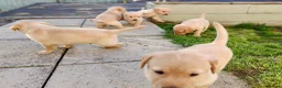 Labrador Retriever dogs for sale: Stunning, Well Bred Yellow Labrador Pups - Advert 6