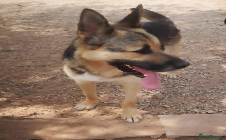 Mixed Breed dogs - Advert 15