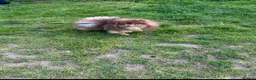 Pomeranian dogs for stud: Proven FCI Reg Choc & Tan Pomeranian Stud - Advert 4