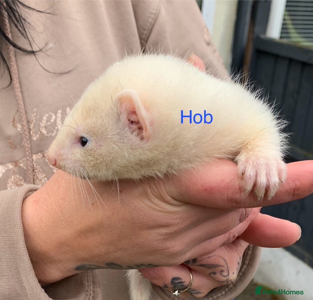 Ferret rodents for sale: Ferret kits and adults of va ages read descr  - Image 12