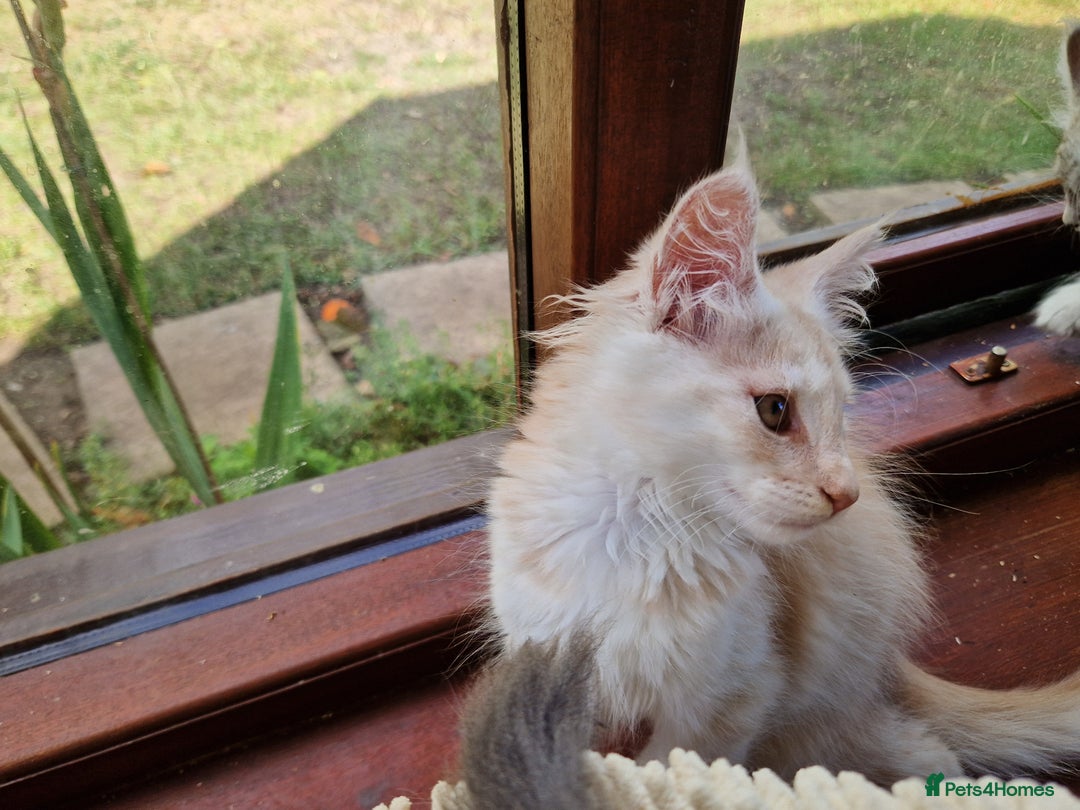 Maine Coon cats for sale: Stunning Maine Coon kittens - Image 17