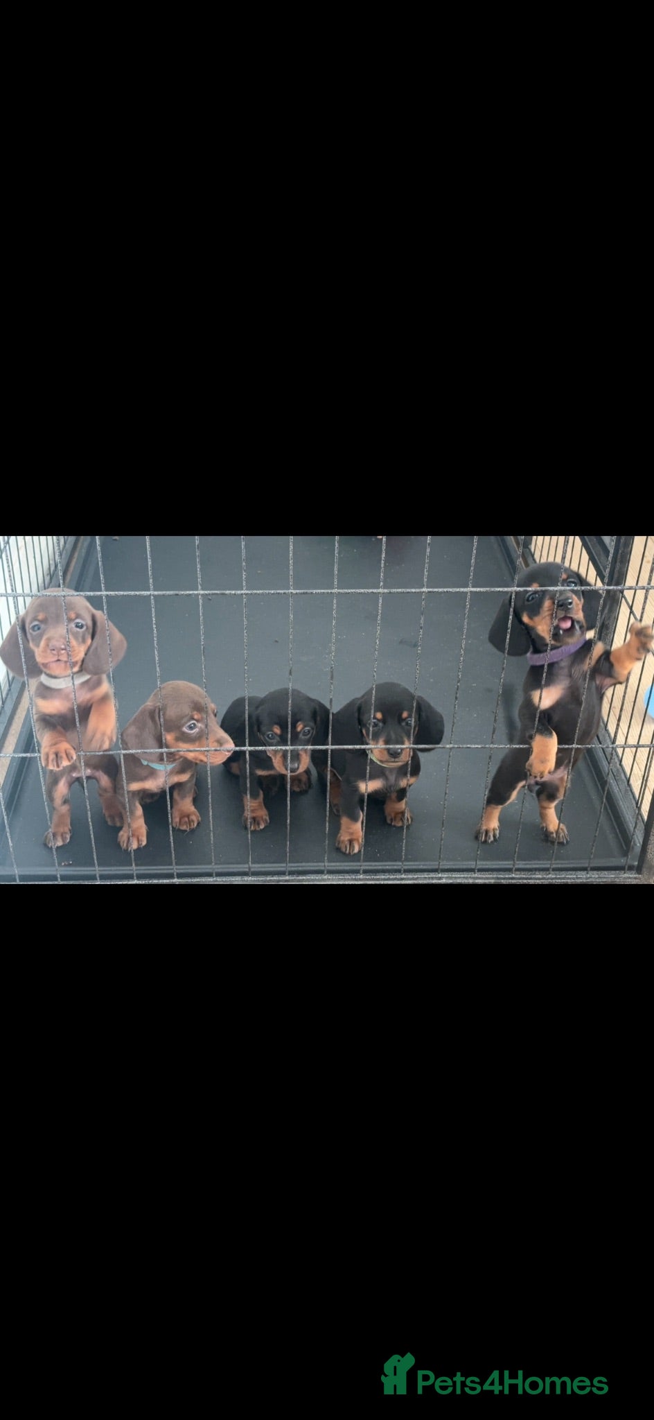 Dachshund dogs Dachshund puppies - Advert 5