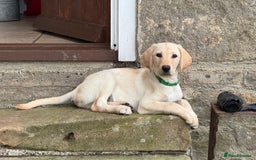Labrador Retriever dogs for sale: Labrador Retriever (Yellow) - Image 1