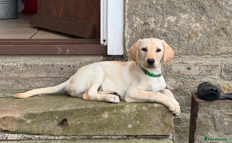 Labrador Retriever dogs - Advert 1