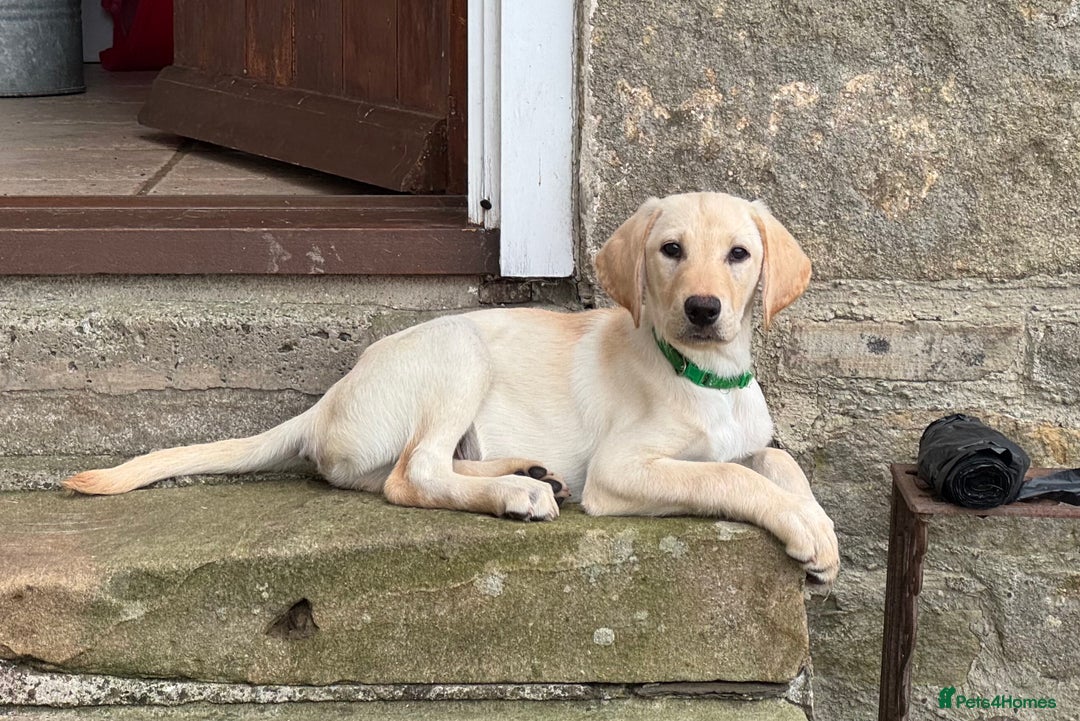 Labrador Retriever dogs for sale: Labrador Retriever (Yellow) - Image 1